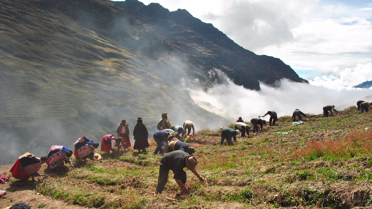 Andenes de Cuyocuyo recibe el Premio Ecuatorial 2025 por su aporte a la agrobiodiversidad